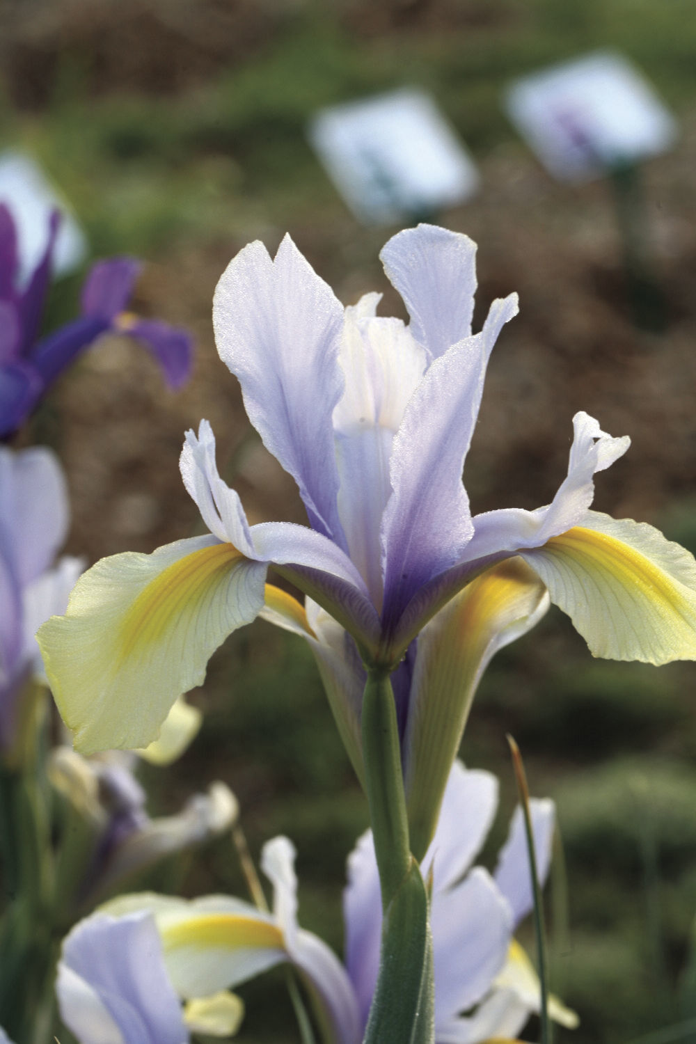 Iris_MysticBeauty_BrentandBeckyBulbs.jpg